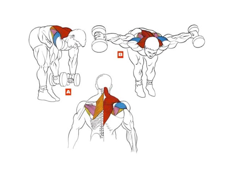 Гантели плечи дельты. Упражнения для накачки широчайших мышц спины. Разведение гантелей на заднюю дельту. Задняя Дельта в наклоне с гантелями. Задняя дельтовидная мышца упражнения.