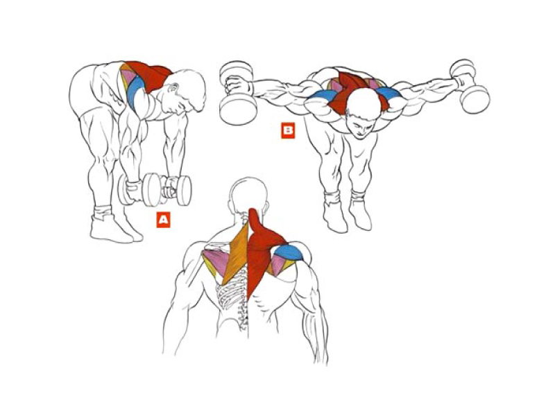 Как прокачать спину в домашних условиях. Упражнения для накачки широчайших мышц спины. Разведение гантелей на заднюю дельту. Задняя Дельта в наклоне с гантелями. Задняя дельтовидная мышца упражнения.