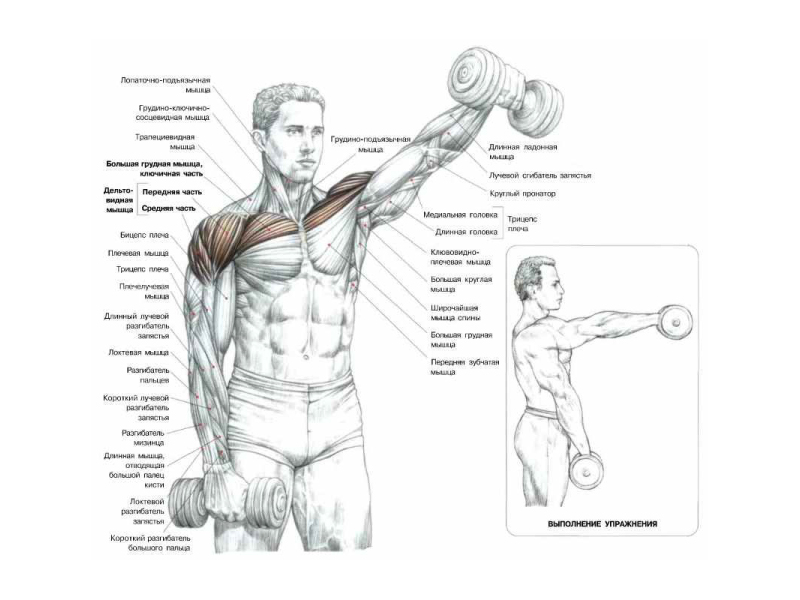 Плечи схема. Упражнения для накачки плеч. Упражнения со штангой на предплечья схема. Упражнения на лучевые мышцы. Плечи передний пучок упражнения с гантелями.
