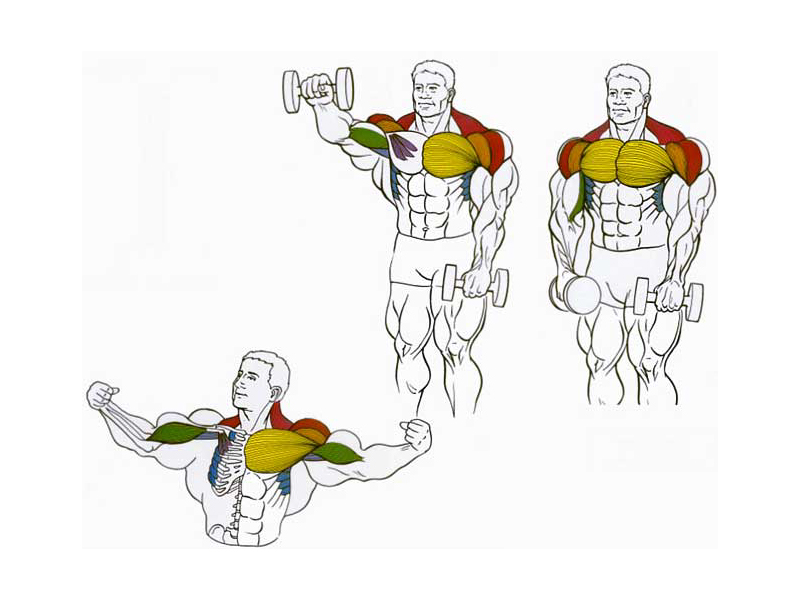 Домашние упражнения на плечи для мужчин. Упражнения на грудные мышцы с гантелями стоя. Как накачать грудные мышцы штангой. Упражнение для грудинной мышцы для мужчин с гантелями. Упражнения для накачивания грудных мышц для мужчин.