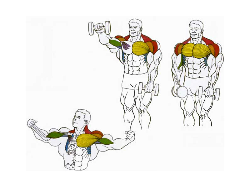 Накачать плечи мужчине. Упражнения на грудные мышцы с гантелями стоя. Как накачать грудные мышцы штангой. Упражнение для грудинной мышцы для мужчин с гантелями. Упражнения для накачивания грудных мышц для мужчин.