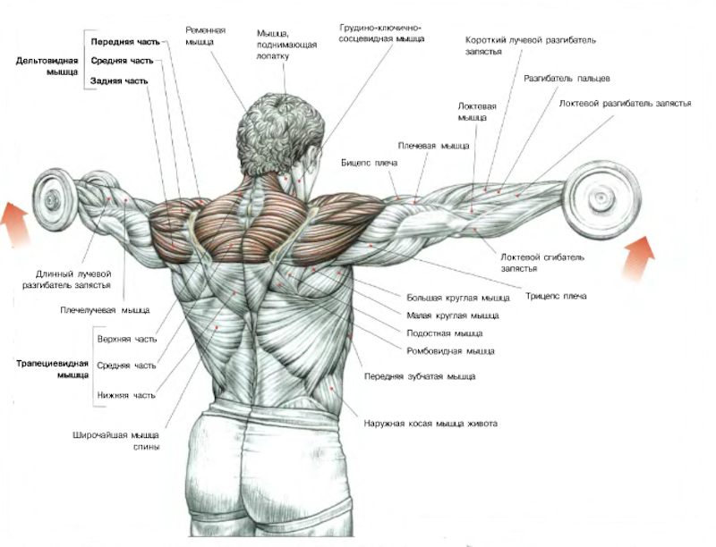 Как накачать плечи и дельтовидную мышцу - My sport life