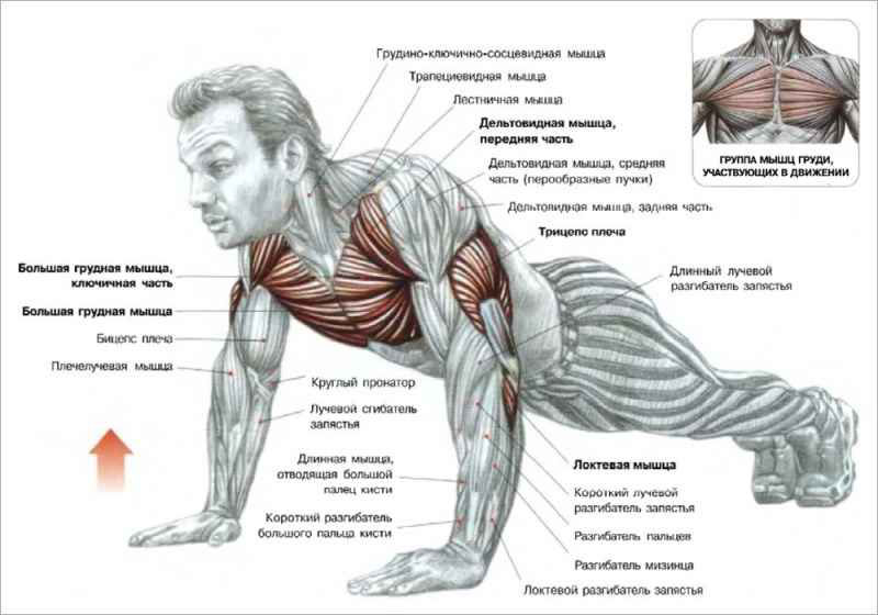 Тренировка грудных мышц лучшие упражнения для развития и укрепления груди
