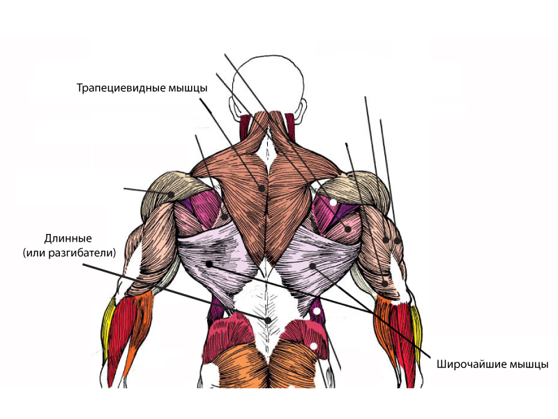 Мышцы спины